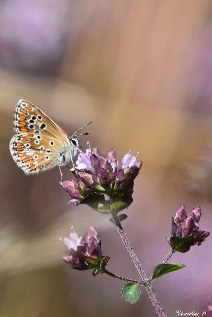 le collier de corail
