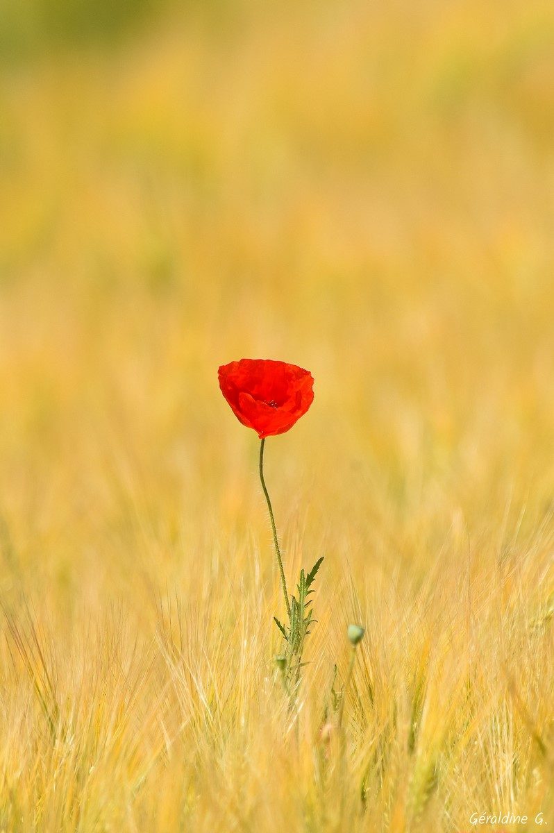 photo champêtre (Vienne)