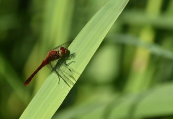 sympétrum rouge sang mâle