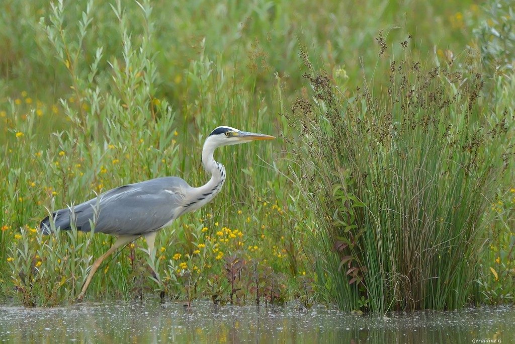 héron cendrée
