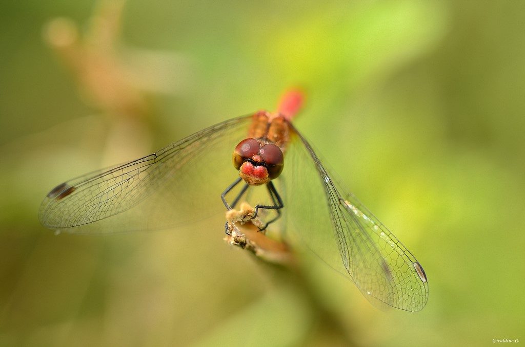 Sympétrum sanguin, mâle