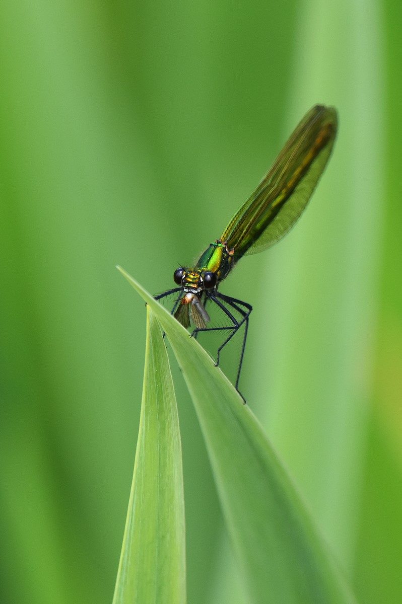 caloptérix éclatant femelle