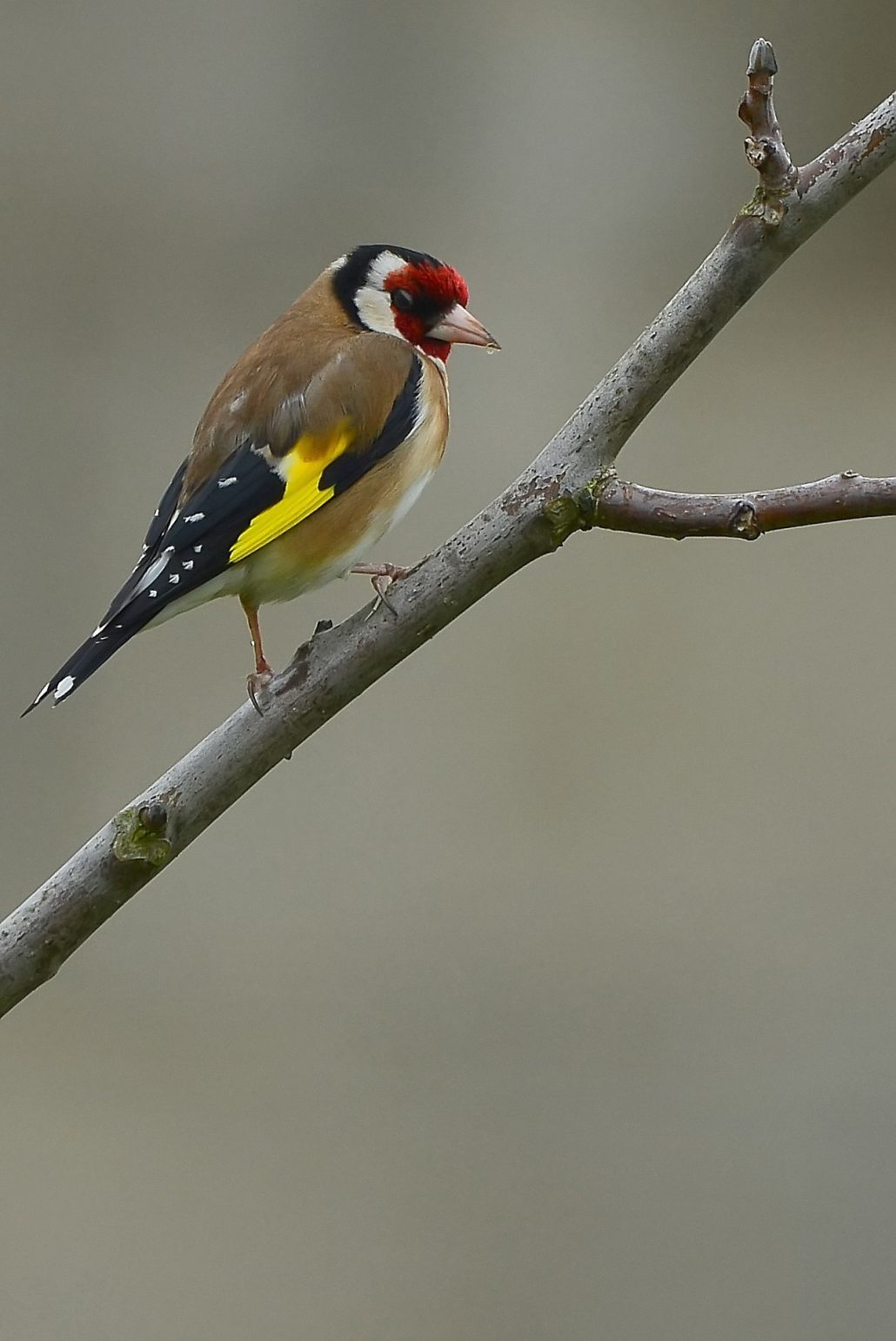 chardonneret élégant