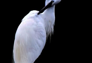 aigrette garzette