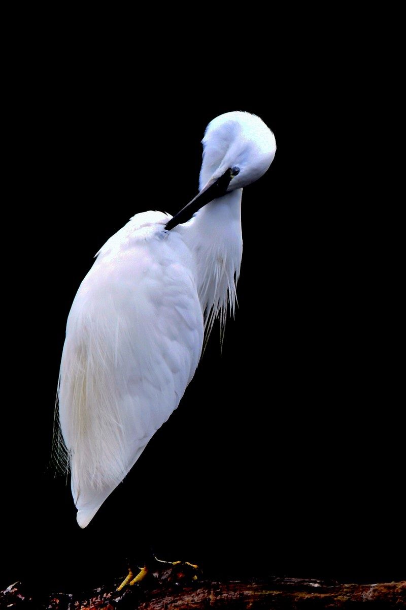 aigrette garzette