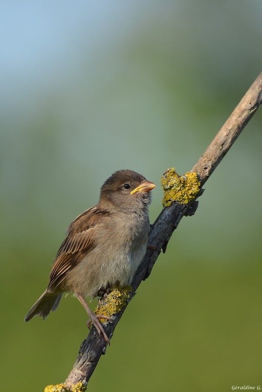 moineau domestique juvénile