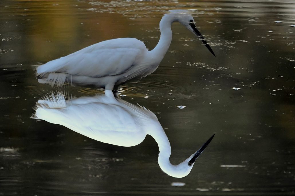 photo inversée d’une aigrette garzette
