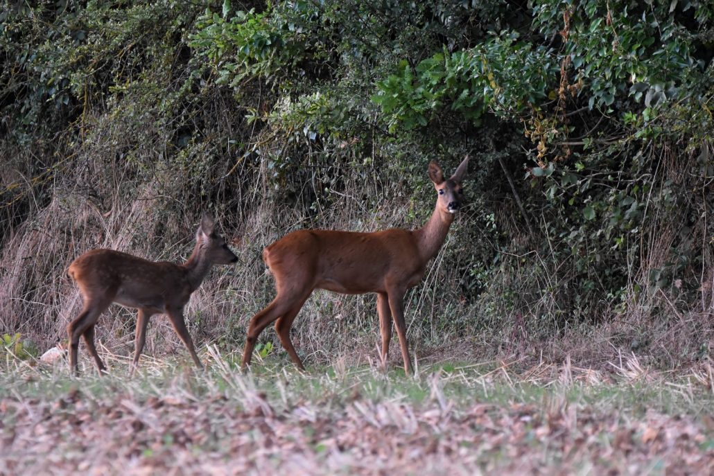 chevrette et son petit