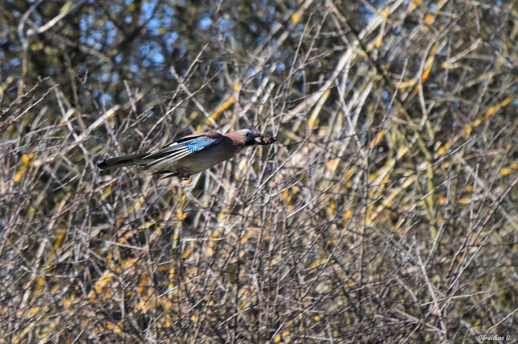 geai des chênes