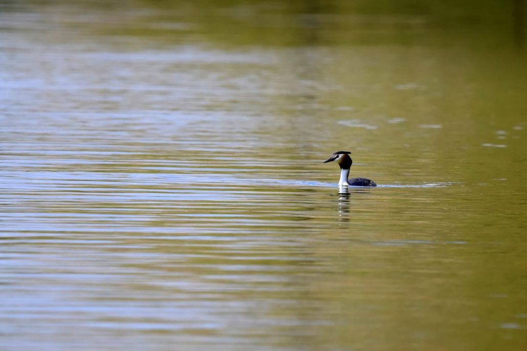 grèbe huppé