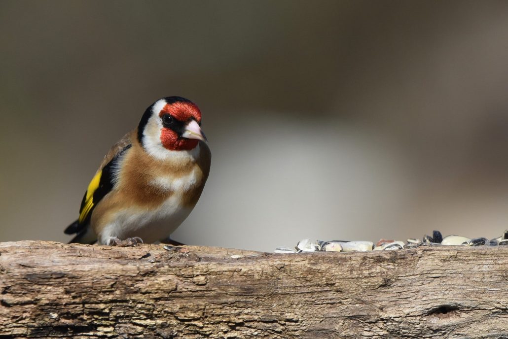 chardonneret élégant