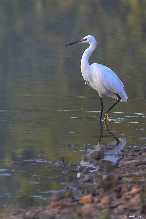 aigrette garzette