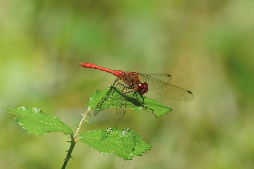 Sympetrum sanguin mâle