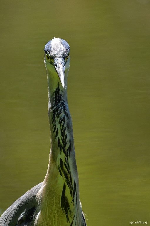 Je lui ai fait le portrait (héron cendré)