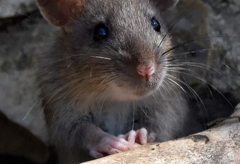 rat