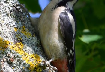 pic épeiche immature