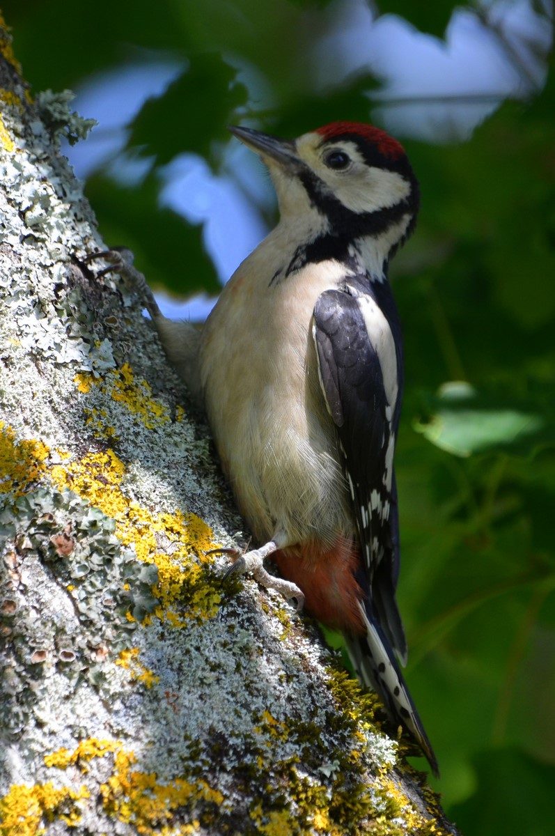 pic épeiche immature