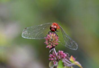 sympétrum rouge sang mâle
