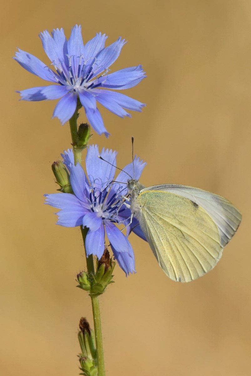 Piéride sur de la chicorée sauvage !