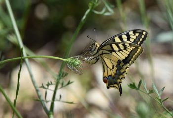 machaon