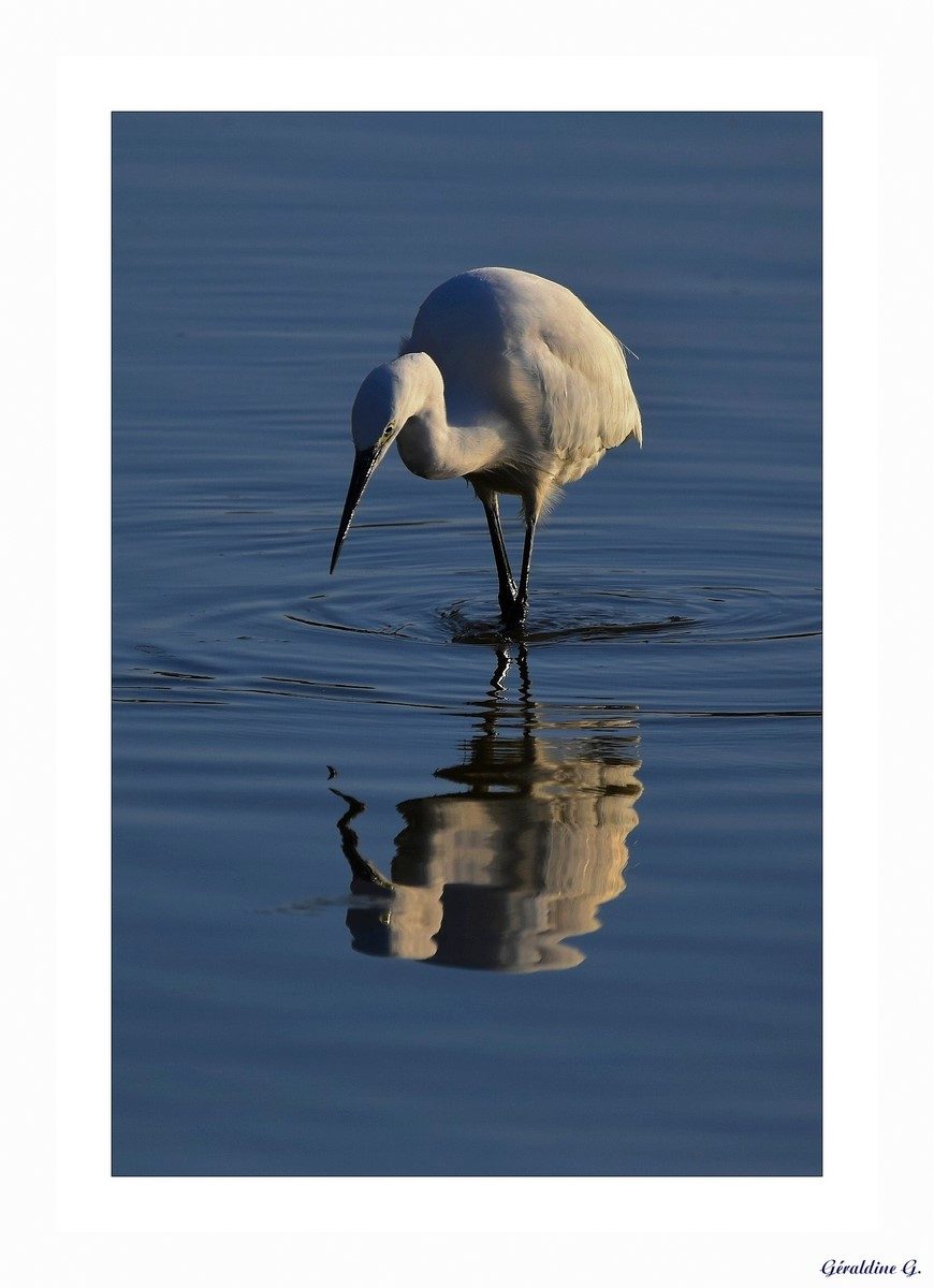 aigrette garzette