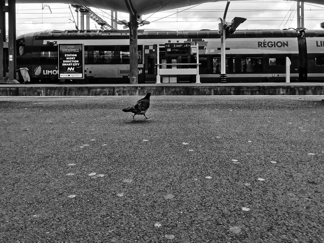 Le pigeon et le train