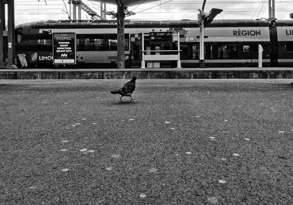 Le pigeon et le train