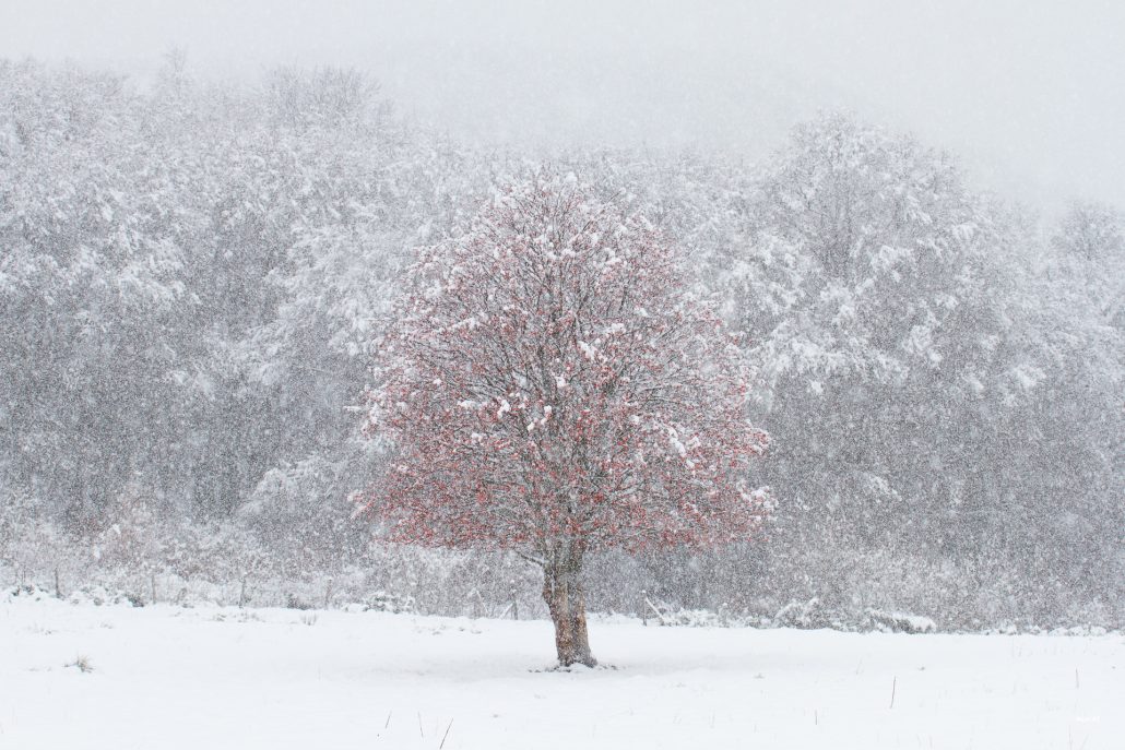 En rouge et blanc
