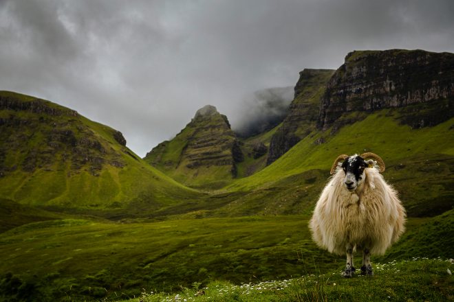 The king of Scotland