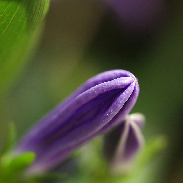 Les premières fleures