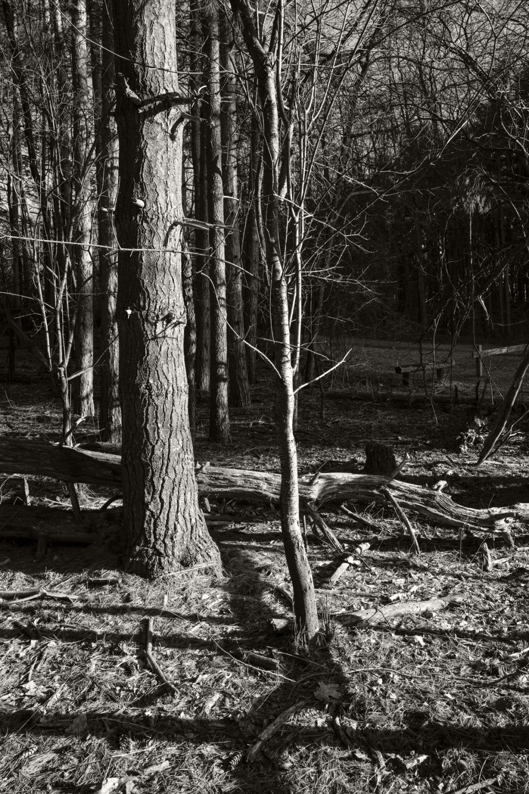 Mendon Ponds, Jan. 17, 2017.
