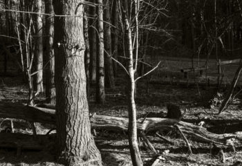 Mendon Ponds, Jan. 17, 2017.