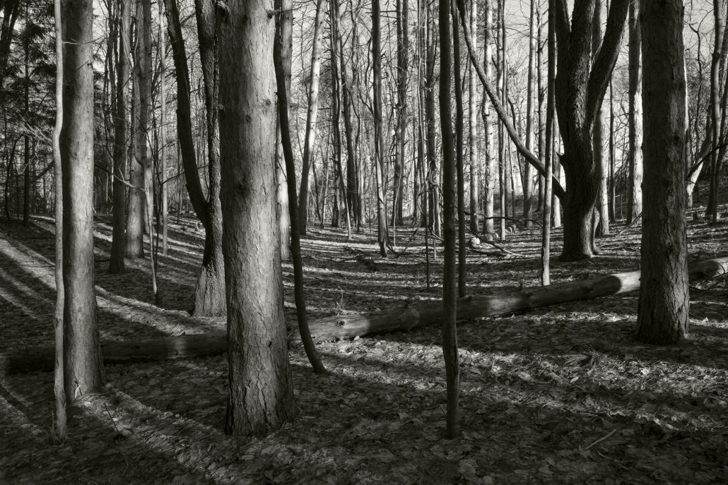 Mendon Ponds, Jan. 17, 2017.