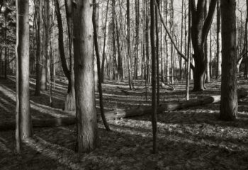 Mendon Ponds, Jan. 17, 2017.