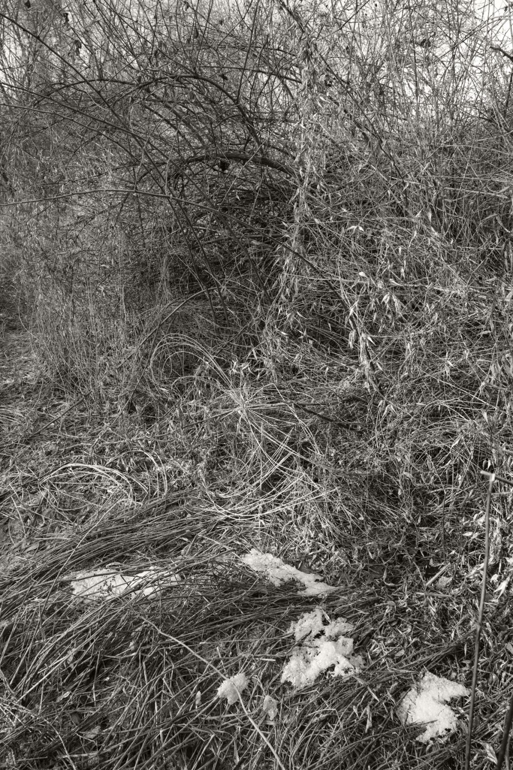 Mendon Ponds, Jan. 17, 2017.
