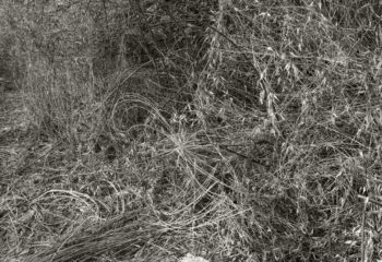 Mendon Ponds, Jan. 17, 2017.