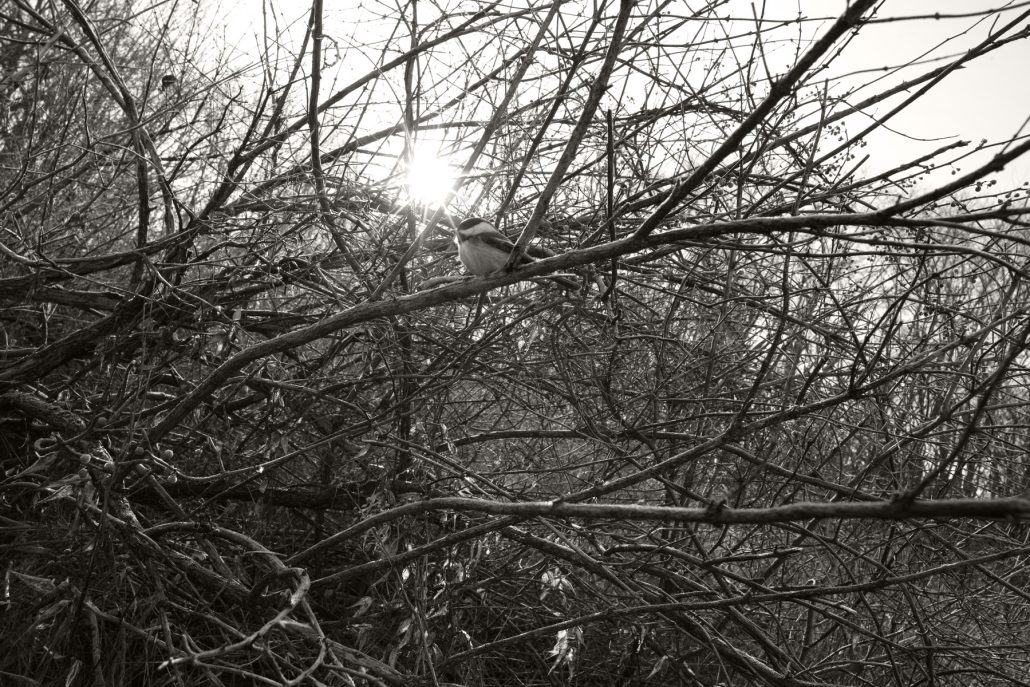 Mendon Ponds, Jan. 17, 2017.