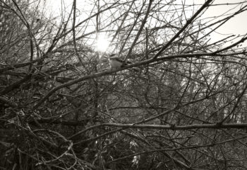 Mendon Ponds, Jan. 17, 2017.