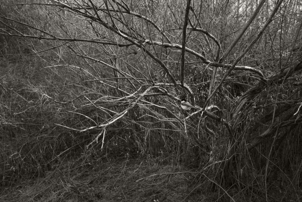 Mendon Ponds, Jan. 17, 2017.