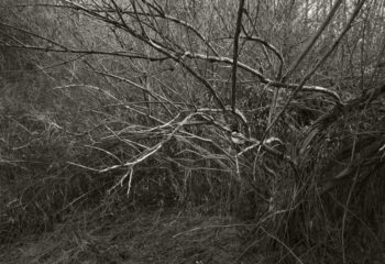 Mendon Ponds, Jan. 17, 2017.