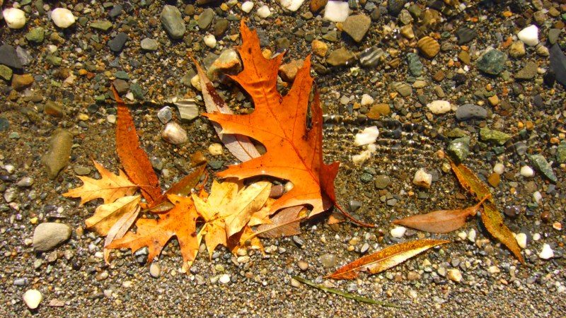 Brome ou Memphrémagog?