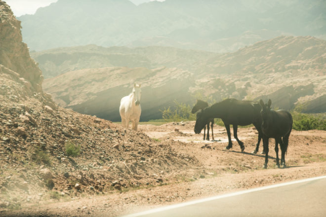 Rencontre sur la route