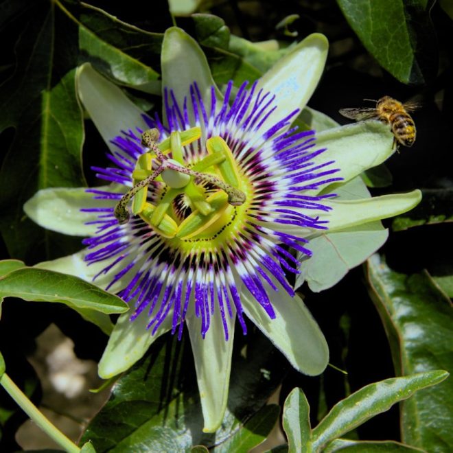 Fruit de la passion...