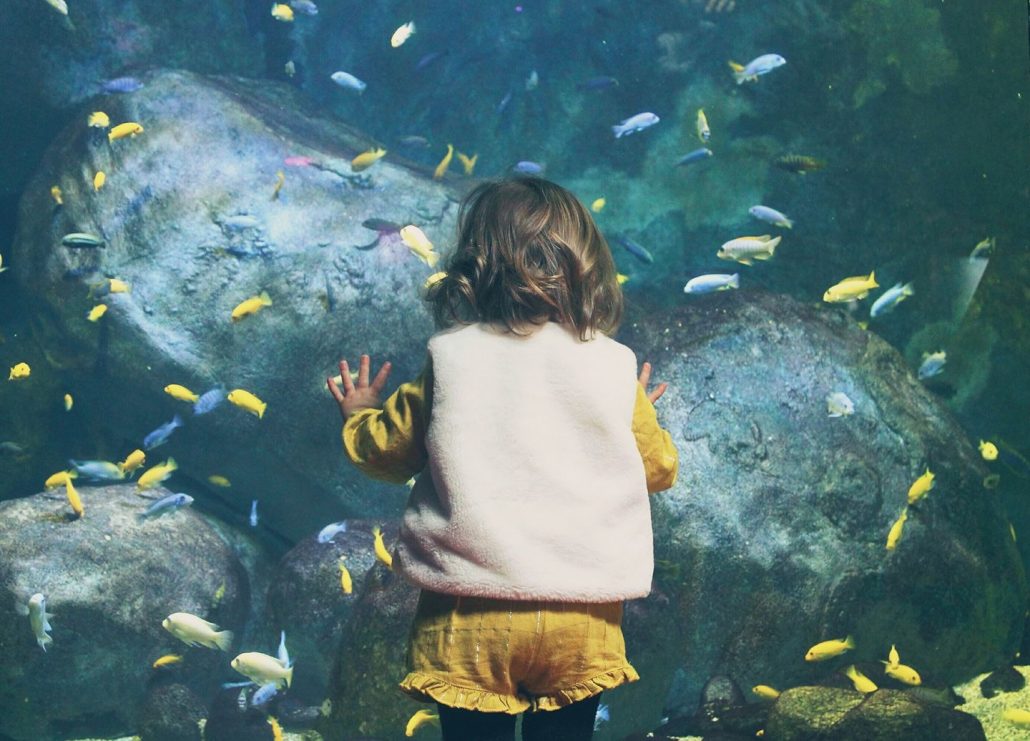 Ptit poisson deviendra grand