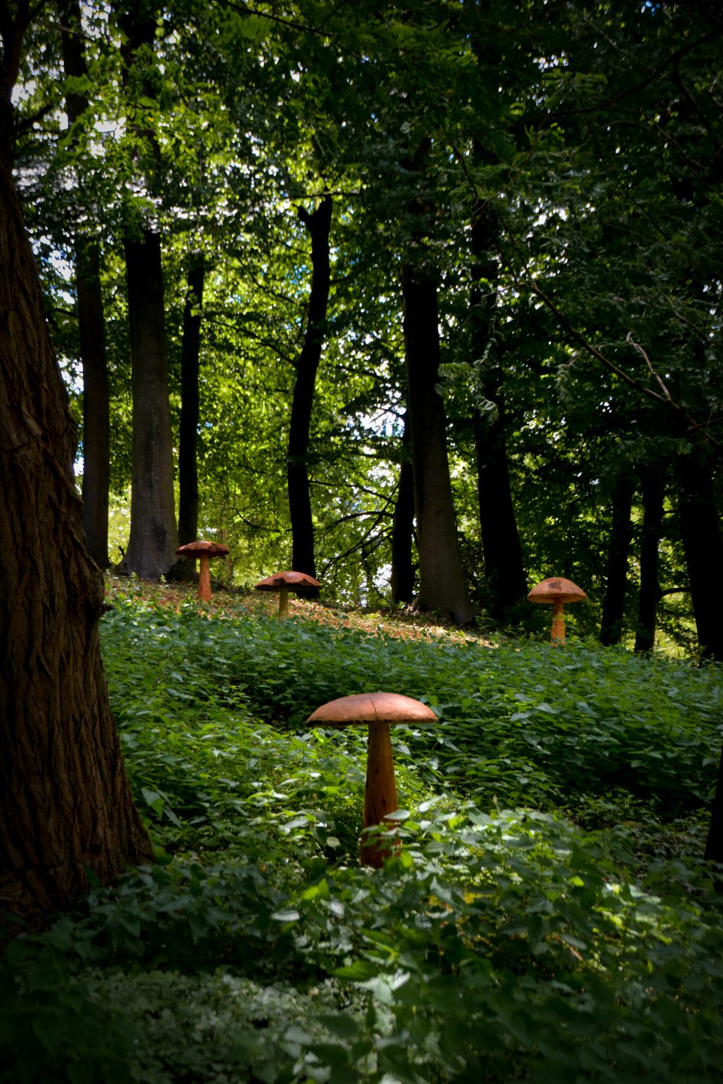 Mushrooms Forest