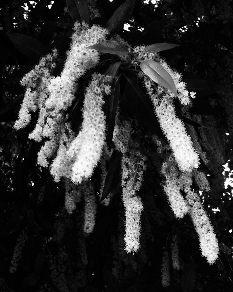 Laurier Portugais (1)