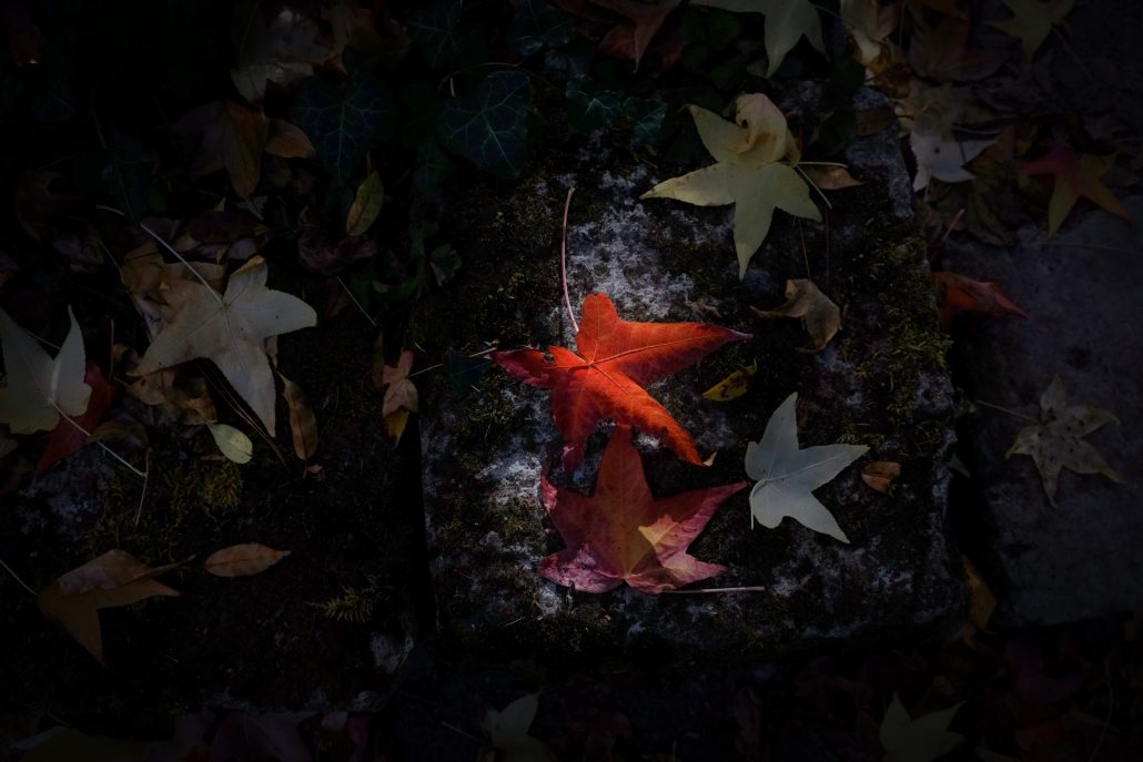 Etoiles d’ automne
