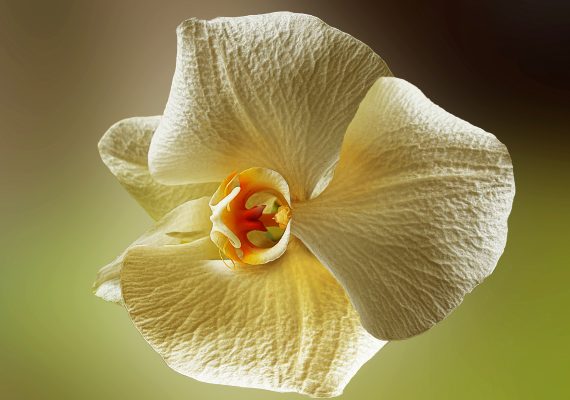 orchidée phalaenopsis