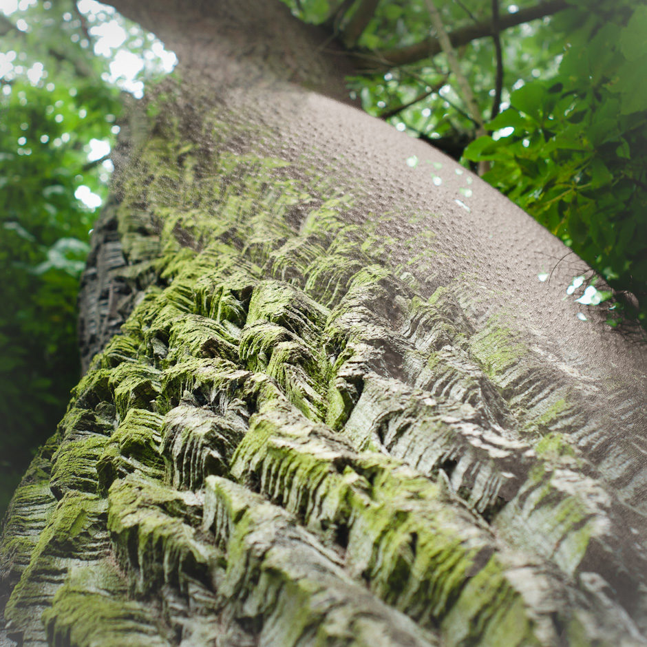 touche moi et mon écorce a la chair de poule