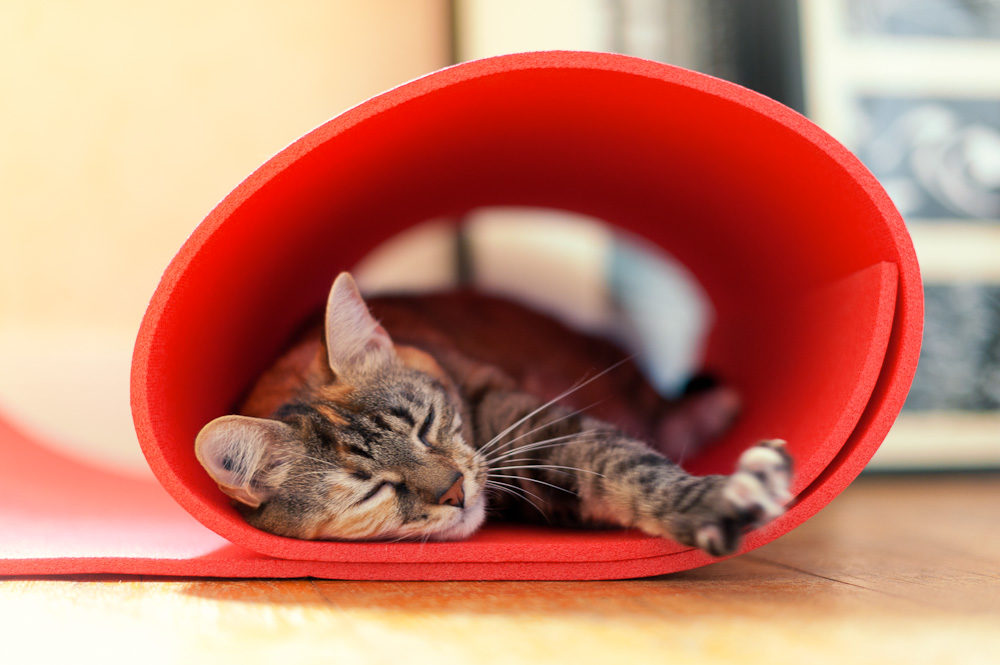 l’ombre, là où il en reste